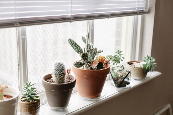 Cactus en el alféizar de la ventana