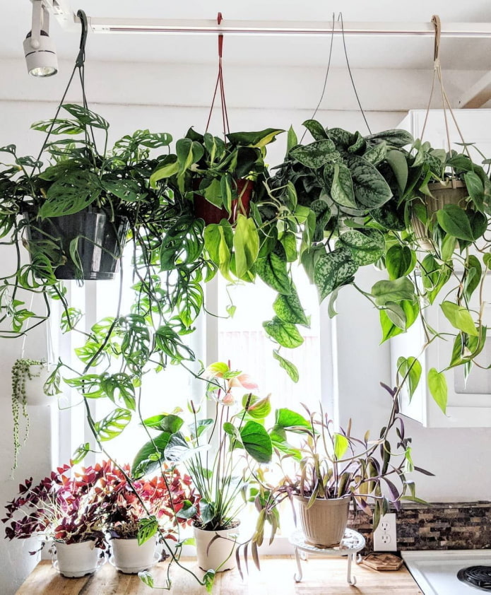 Plantas en la barandilla