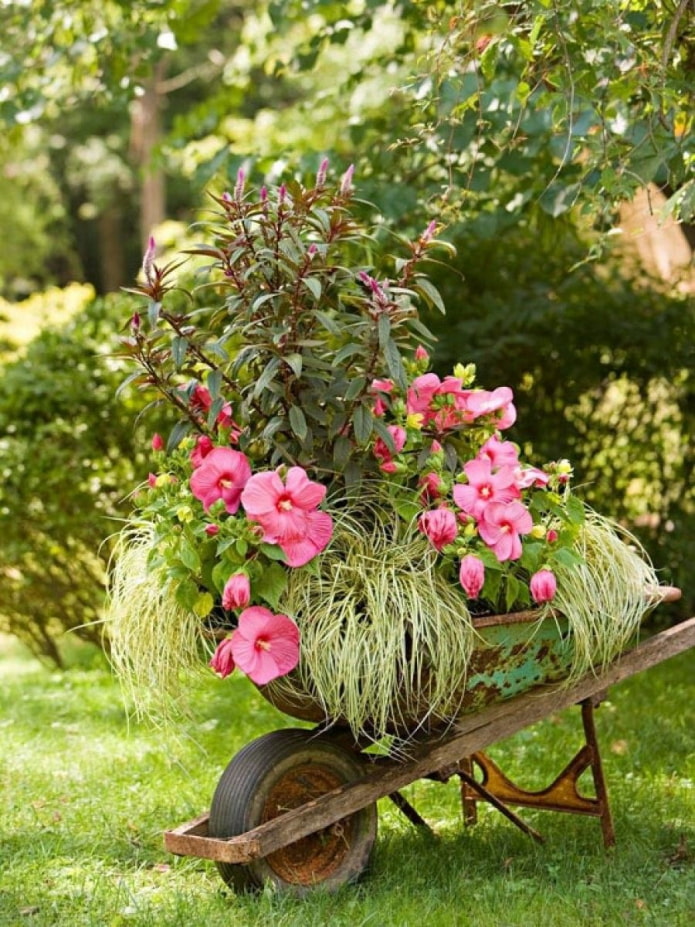 Flores en una carretilla