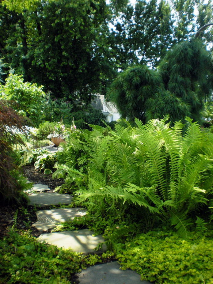 Helecho en el jardín