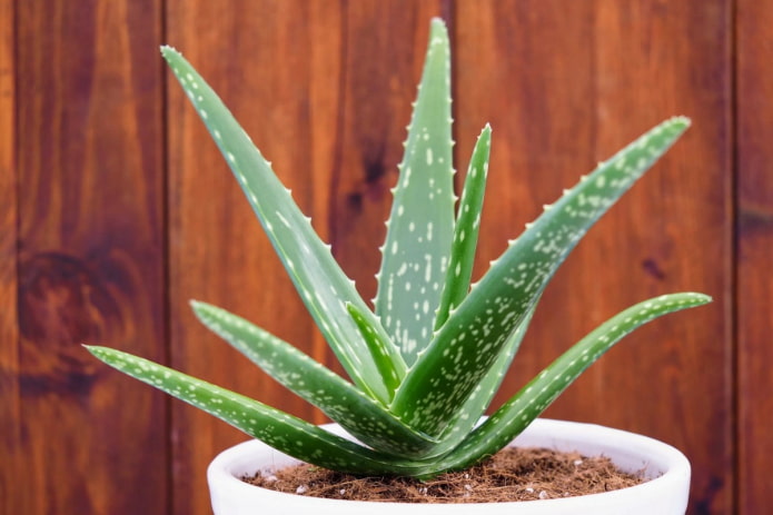 Aloe en una olla blanca