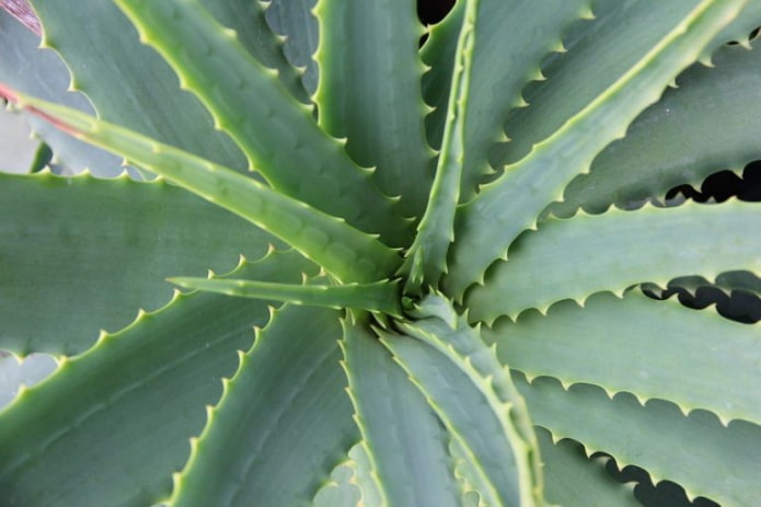 Aloe de interior