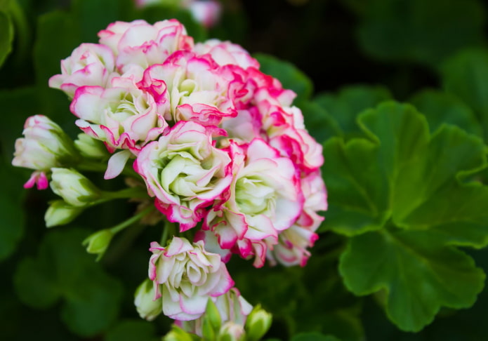 Pelargonio blanco con ribete rosa