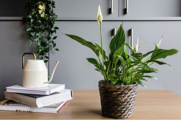 Spathiphyllum en una maceta de mimbre