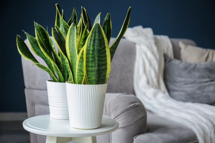 Flor de sansevieria