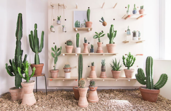 Colección de cactus en el interior.