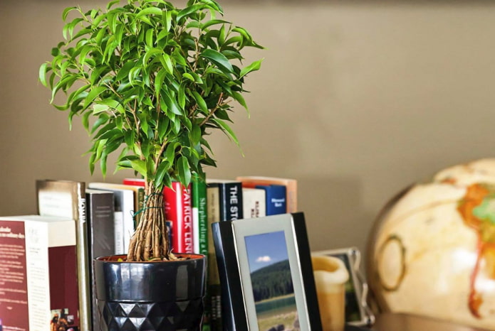 Ficus Benjamin en el interior