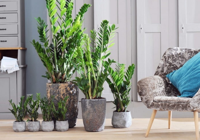 Zamioculcas en el interior