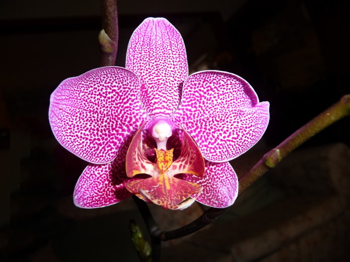 Phalaenopsis na bulaklak