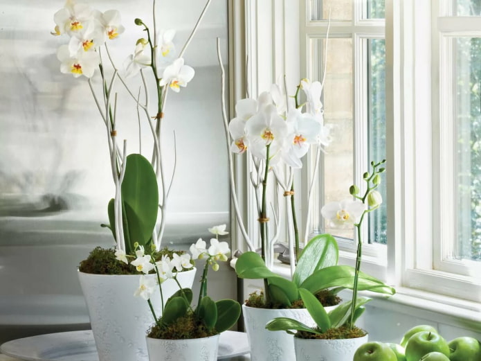 Puting phalaenopsis sa interior