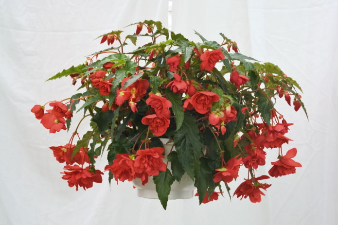 Begonia ampelosa