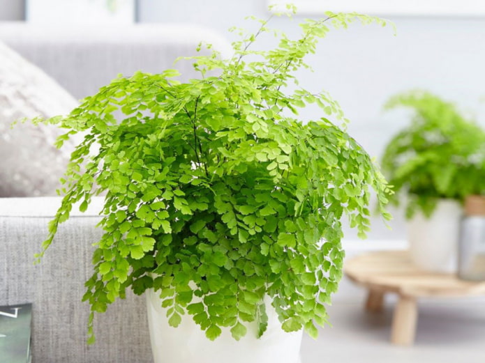 Maidenhair