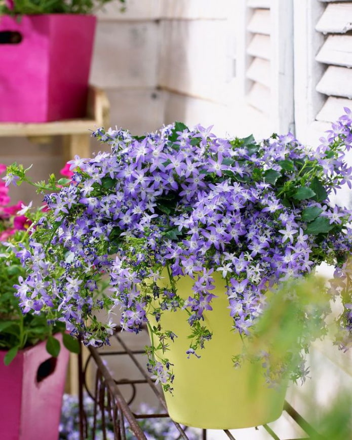 Campanula lila