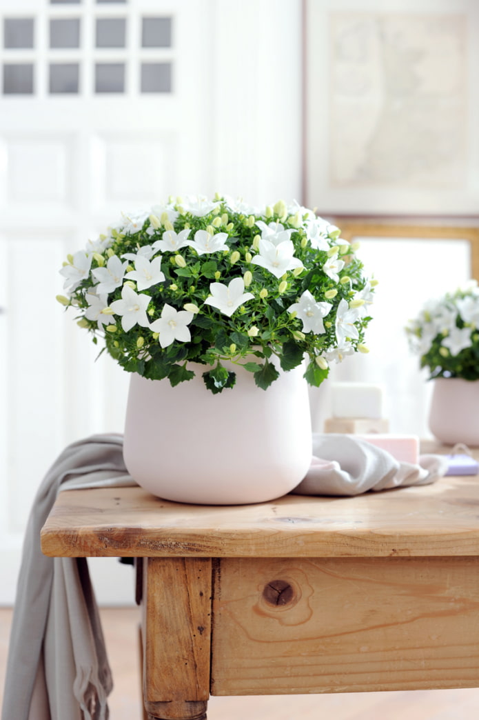 Campanula blanca