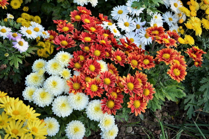 Chrysanthemum