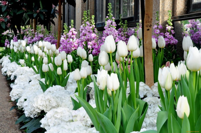 Tulipanes blancos