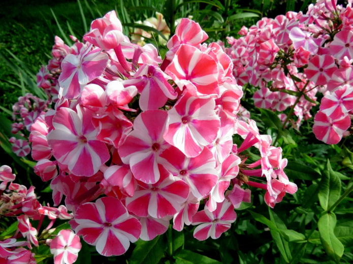 Phlox