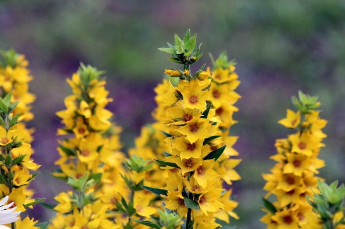 Salicaria