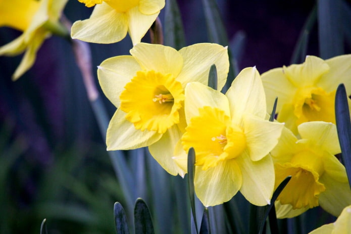 Narcisos