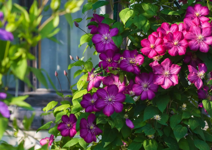 Pangmatagalan na clematis