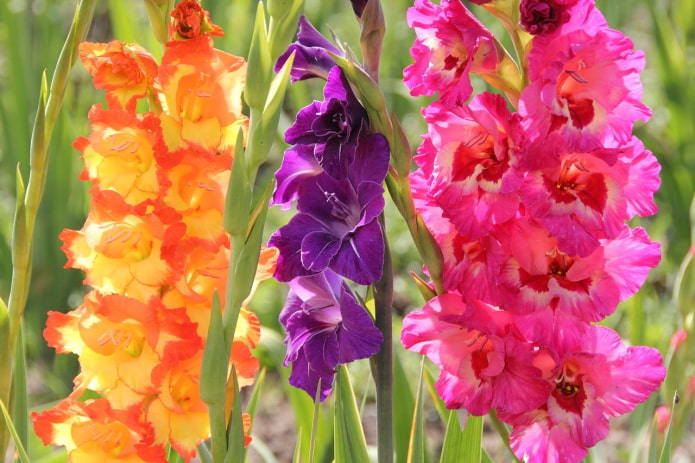  Gladiolus sa bansa