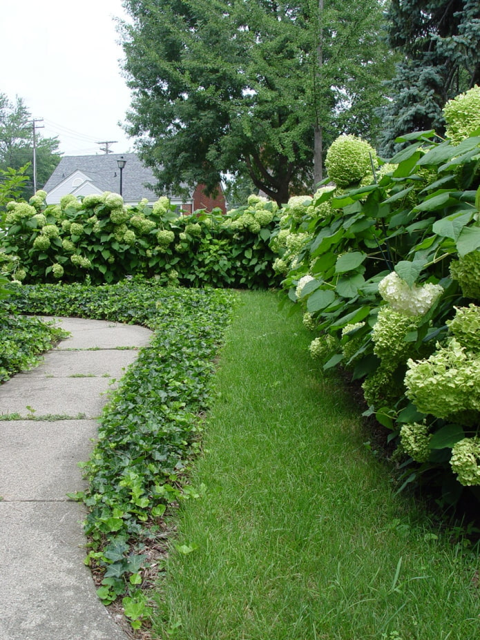 hortensia blanca en el sitio