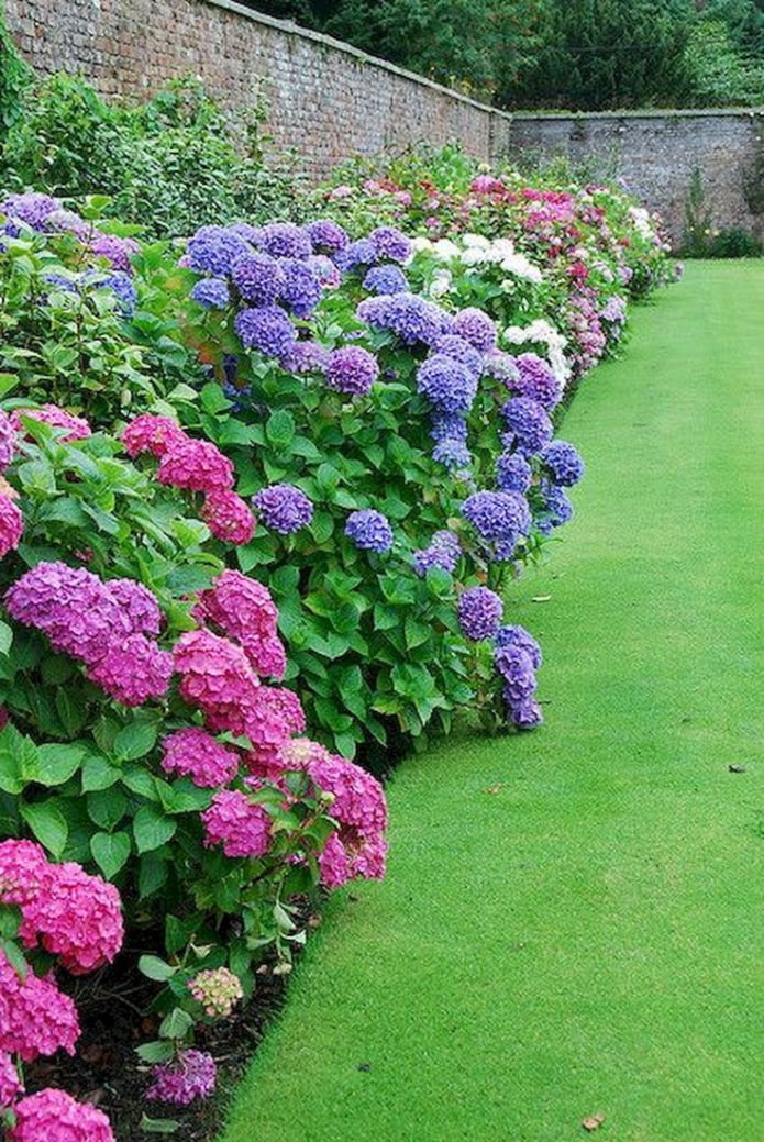 may kulay na hydrangea sa kahabaan ng bakod