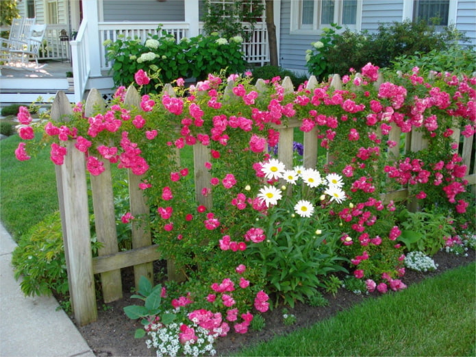 flores cerca de la valla de madera.