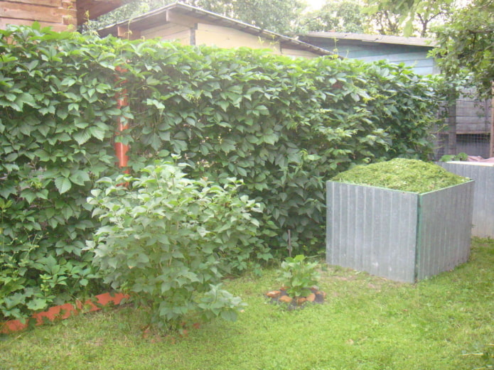 plantas trepadoras en el jardín.