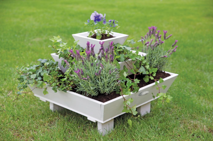 lavanda en el jardin