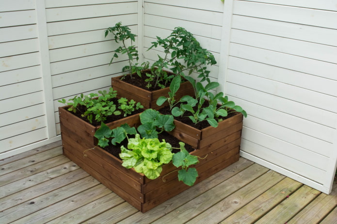 plántulas en un macizo de flores en la terraza