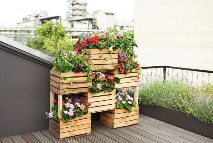 Huerto de cajas con plantas ampelosas