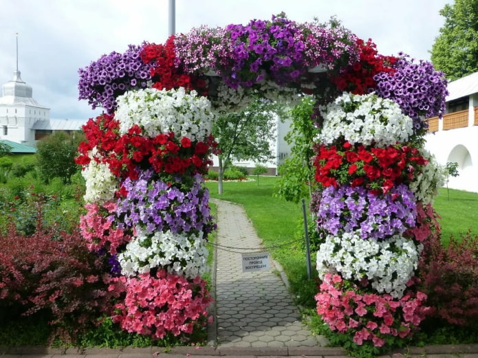 Arco de petunias