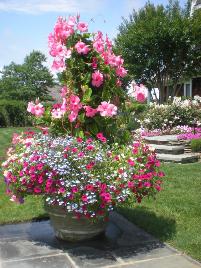 Macizo de flores en forma de fuente