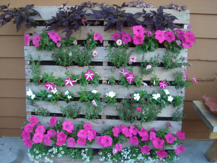 macizo de flores de madera vertical para petunia