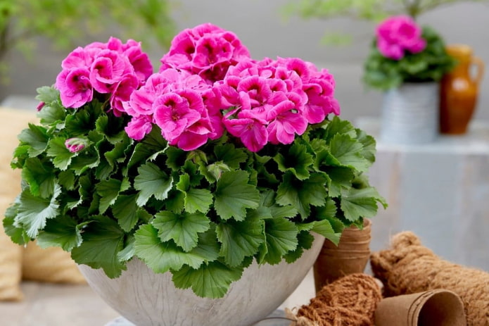 geranium mula sa midges