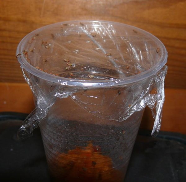 simpleng midge trap