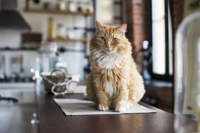 Gato en el apartamento