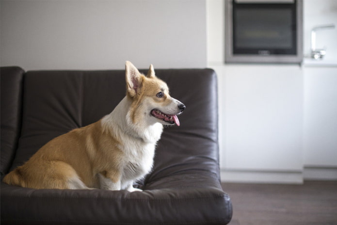 Perro en un sofá de cuero