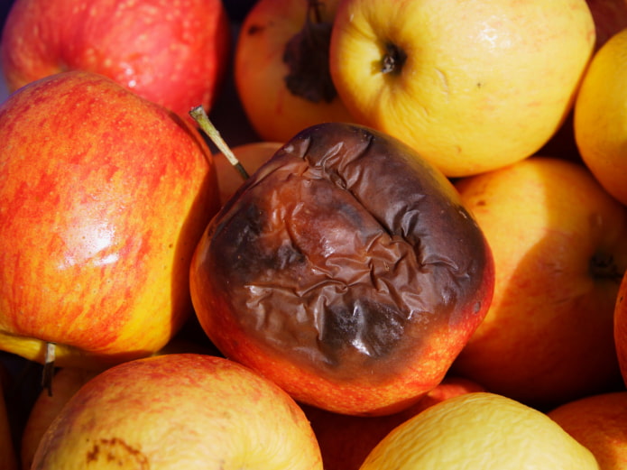 Manzana podrida atrayendo insectos