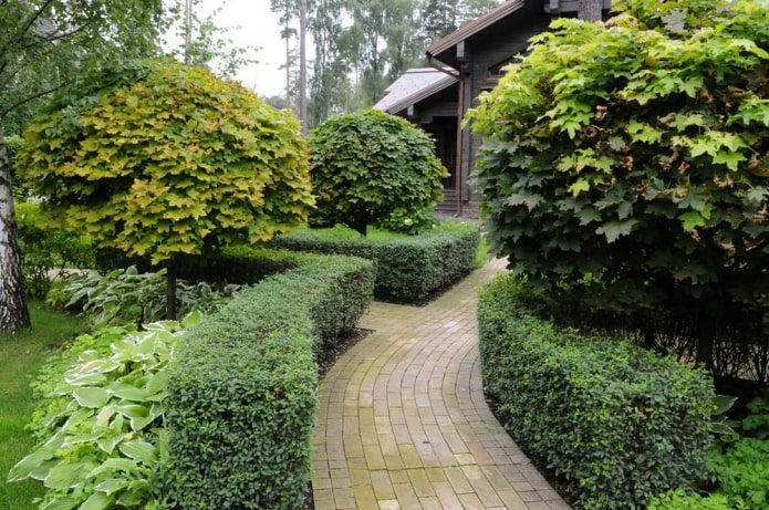 Ang hedge ng napakatalino na cotoneaster