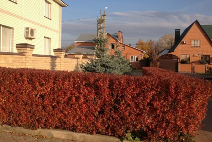 Un seto de un cotoneaster brillante en el otoño