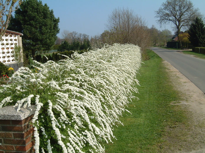 Seto de spirea gris