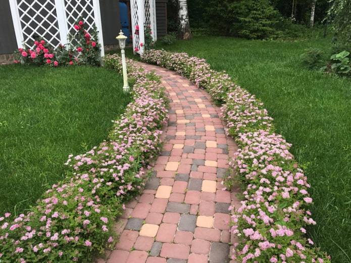 Borde rosa spirea