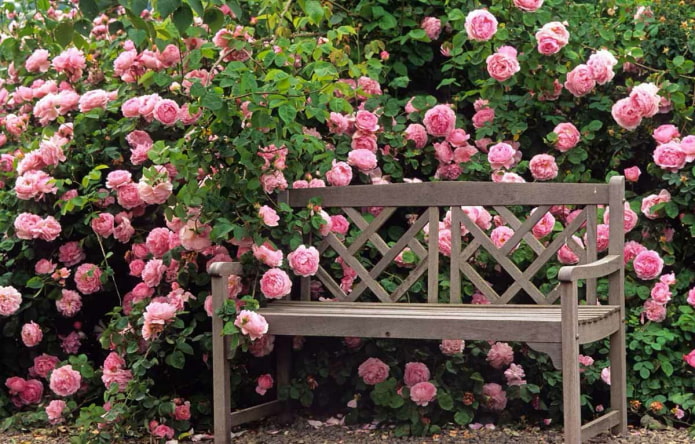 Seto de rosas en el jardín