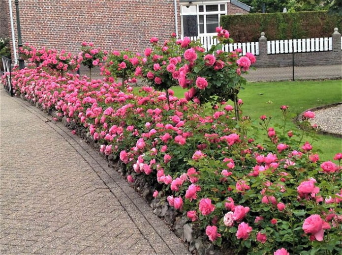 Borde de rosas a lo largo del camino