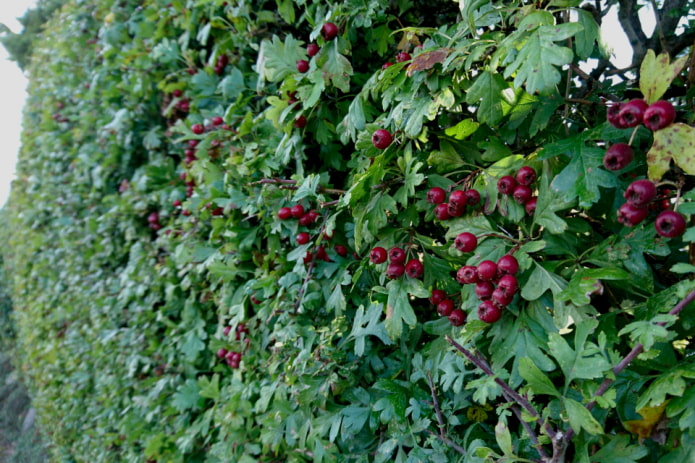 Dugong pulang hawthorn na bakod