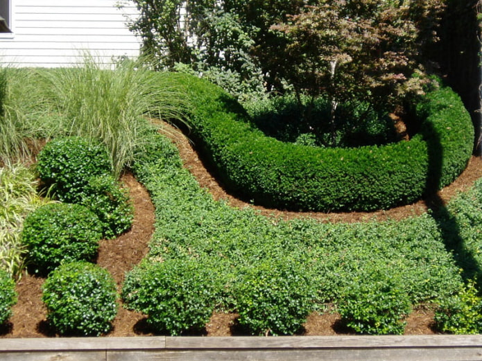 Boxwood evergreen hedge