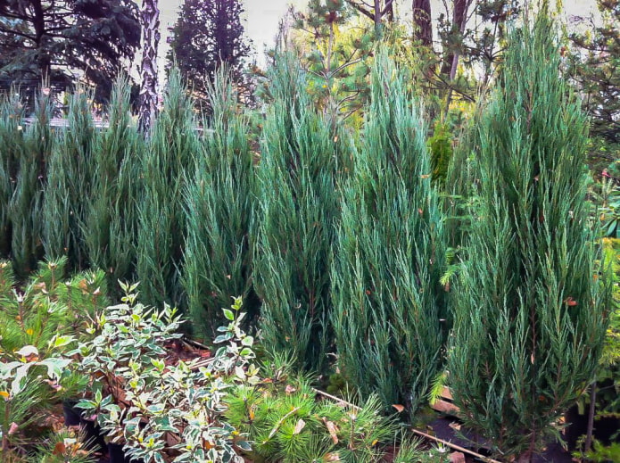 Rocky juniper hedge na may asul na karayom