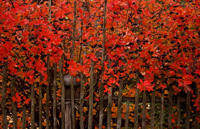 Seto de chokeberry en otoño